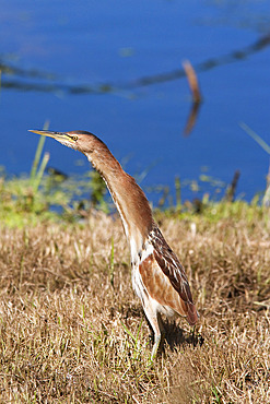 Little bittern (Ixobrychus minutus), Intaka Island wetland centre, Century City, Cape Town, South Africa, Africa