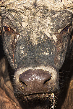 Cape buffalo (Syncerus caffer), Kruger National Park, South Africa, Africa