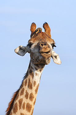 Giraffe (Giraffa camelopardalis), with redbilled oxpecker, Hluhluwe-Imfolozi Park, KwaZulu-Natal, South Africa, Africa