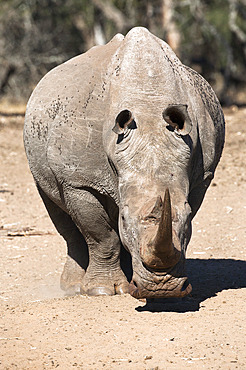 White rhino (Ceratotherium simum), Mkhuze game reserve, Kwazulu Natal, South Africa, Africa