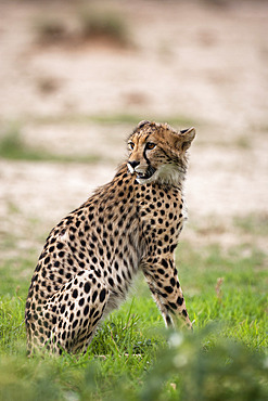 Cheetah (Acinonyx jubatus) cub, Kgalagadi Transfrontier Park, South Africa, Africa