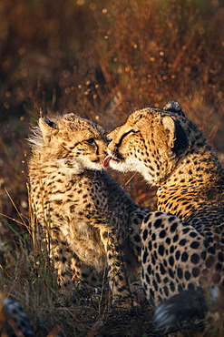 Cheetah (Acinonyx jubatus) with cub, Phinda private game reserve, Kwazulu Natal, South Africa, Africa