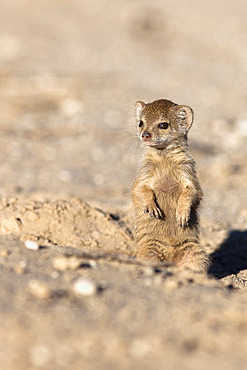 Yellow mongoose (Cynictis penicillata) baby, Kgalagadi Transfrontier Park, South Africa, Africa