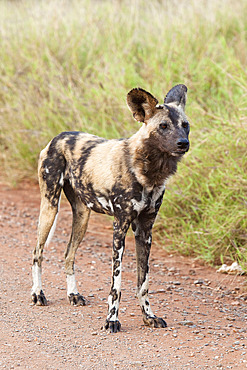 African wild dog (Lycaon pictus), Kruger National Park, South Africa, Africa