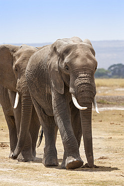 African elephants (Loxodonta africana), Amboseli National Park, Kenya, East Africa, Africa