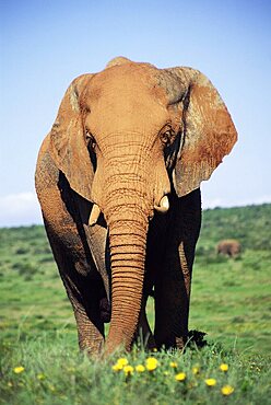 African elephant, Loxodonta africana, covered in mud, Addo, South Africa, Africa