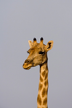 Desert giraffe (Giraffa camelopardalis capensis) running, Namibia, Africa