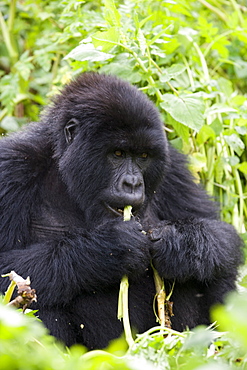 Mountain gorilla (Gorilla gorilla beringei), Kongo, Rwanda, Africa