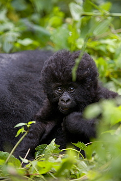 Young mountain gorilla (Gorilla gorilla beringei), Kongo, Rwanda, Africa