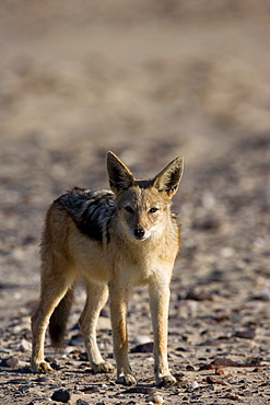 Black-backed jackal (Canis mesomelas), Skeleton Coast, Namibia, Africa