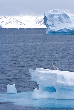 Young great skua (Stercorarius skua) on iceberg, Spitsbergen, Svalbard, Norway, Scandinavia, Europe