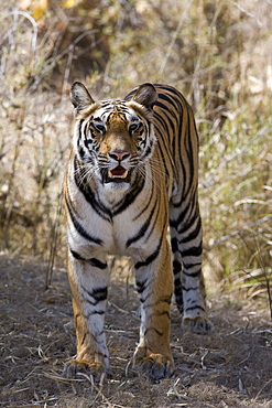 Indian tiger, (Bengal tiger) (Panthera tigris tigris), Bandhavgarh National Park, Madhya Pradesh state, India, Asia