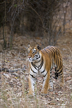 Indian tiger, (Bengal tiger) (Panthera tigris tigris), Bandhavgarh National Park, Madhya Pradesh state, India, Asia