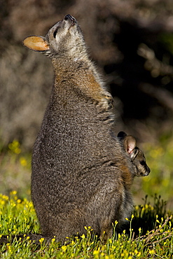 Tammar wallaby (Macropus eugenii), Kangaroo Island, South Australia, Australia, Pacific