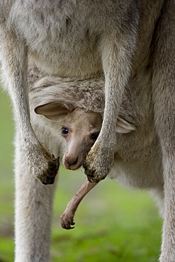 Eastern Grey Kangaroo, (Macropus giganteus), Anglesea, Great Ocean Road, Victoria, Australia