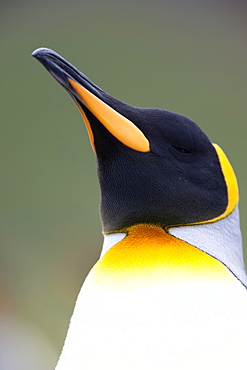 King penguin (Aptenodytes patagonicus), Gold Harbour, South Georgia, Antarctic, Polar Regions