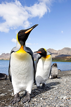 King penguins (Aptenodytes patagonicus), Husvik Island, Antarctic, Polar Regions