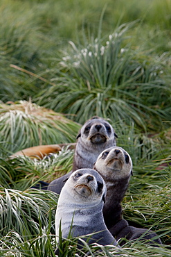 Antarctic fur seals (Arctocephalus gazella), Husvik Island, Antarctic, Polar Regions