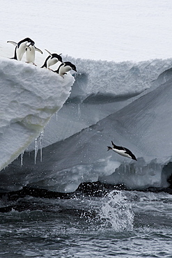 Adelie penguins (Pygoscelis adeliae), Port Martin, Antarctica, Polar Regions