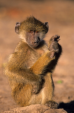 Savanna baboon, (Papio cynocephalus), Chobe National Park, Botswana