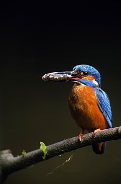 KIngfisher, (Alcedo atthis), Bielefeld, NRW, Germany