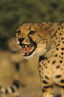 Cheetah, (Acinonyx jubatus), Duesternbrook Private Game Reserve, Windhoek, Namibia