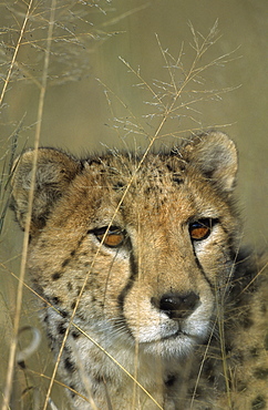 Cheetah, (Acinonyx jubatus), Okonjima Private Game Reserve, Windhoek, Namibia