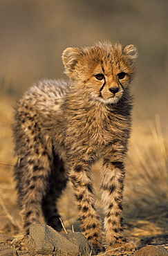 Cheetah, (Acinonyx jubatus), Duesternbrook Private Game Reserve, Windhoek, Namibia