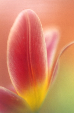 Tulip, (Tulipa spec), Bielefeld, NRW, Germany