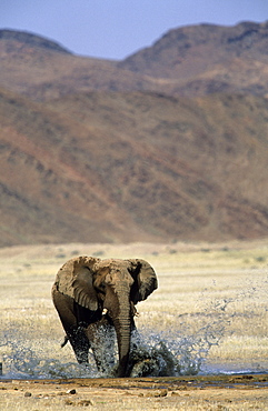 Desert-dwelling Elephant, (Loxodonta africana africana), Dry River, Hoanib, Kaokoland, Namibia