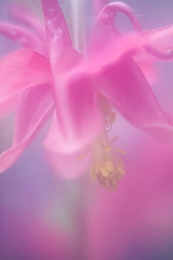 Columbine, Aquilegia vulgaris