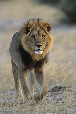 Lion (Panthera leo), Chobe National Park, Savuti, Botswana, Africa