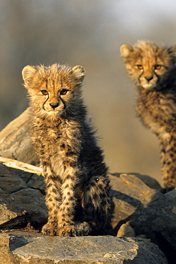 Cheetah cubs, Acinonyx jubatus, Duesternbrook Private Game Reserve, Windhoek, Namibia, Africa