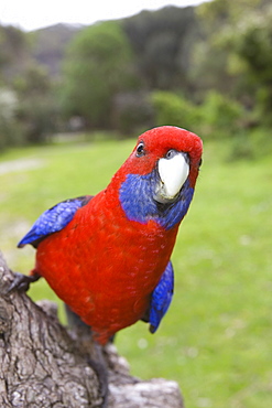 Crimson Rosella, Platycercus elegans, Wilsons Promontory, Victoria, Australia