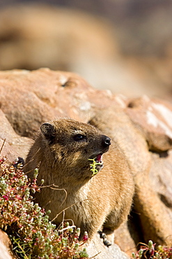 Rock Dassie, (Procavia capensis), Cape of the good hope, Capetown, South Africa