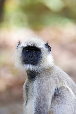 Common langur, Presbytis entellus, Bandhavgarh National Park, Madhya Pradesh, India, Asia