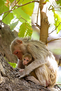 Rhesus macaque monkey (Macaca mulatta), Bandhavgarh National Park, Madhya Pradesh state, India, Asia