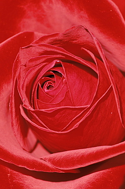 Close-up of a red rose (Rosa), Bielefeld, Germany, Europe