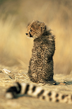 Cheetah cub (Acinonyx jubatus), Erongo region, Namibia, Africa