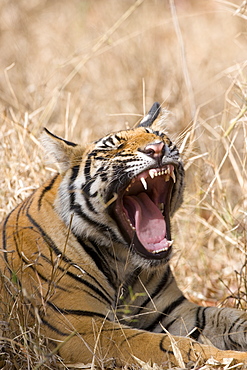 Bengal tiger, (Panthera tigris tigris), Bandhavgarh, Madhya Pradesh, India