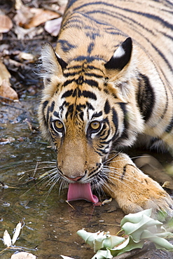 Bengal tiger, (Panthera tigris tigris), Bandhavgarh, Madhya Pradesh, India