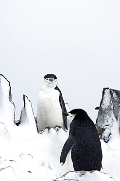 Chinstrap penguins (Pygoscelis antarcticus), Half Moon Island, Antarctic Peninsula, Drake Passage, Weddell Sea, Antarctica, Polar Regions