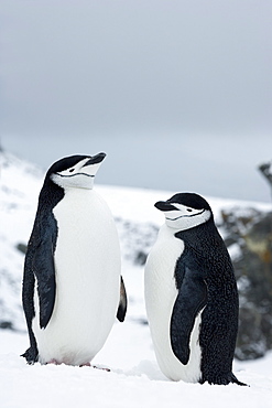 Chinstrap penguins (Pygoscelis antarcticus), Half Moon Island, Antarctic Peninsula, Drake Passage, Weddell Sea, Antarctica, Polar Regions