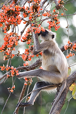 Common langur (Presbytis entellus), Bandhavgarh Tiger Reserve, Madhya Pradesh state, India, Asia