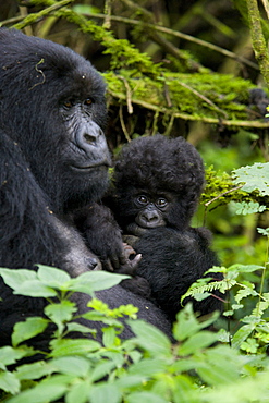 Mountain gorilla (Gorilla gorilla beringei) with her baby, Kongo, Rwanda, Africa