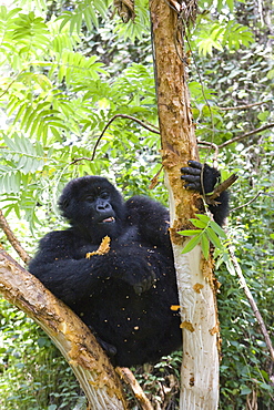 Mountain Gorilla (Gorilla gorilla beringei) eating tree bark, Kongo, Rwanda, Africa