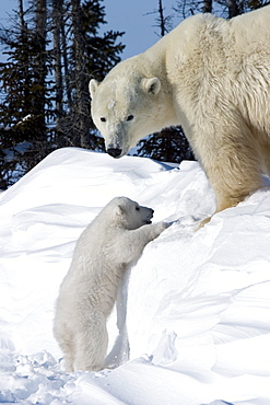 Polar Bear with a cub, (Ursus maritimus), Churchill, Manitoba, Canada