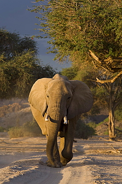 Desert-dwelling elephant (Loxodonta africana africana), Namibia, Africa