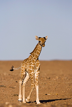 Young desert giraffe (Giraffa camelopardalis capensis), Namibia, Africa