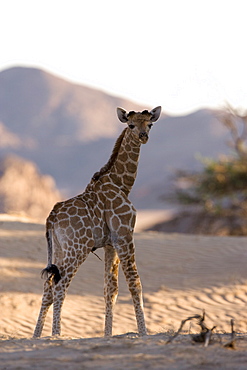 Young desert giraffe (Giraffa camelopardalis capensis), Namibia, Africa